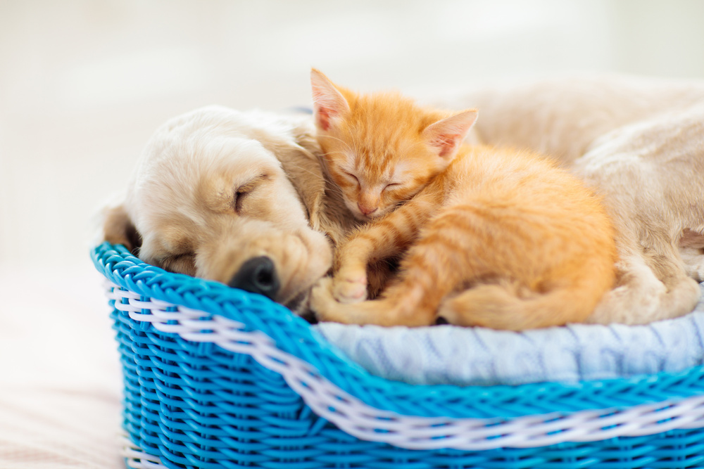Child, dog and cat. Kids play with puppy, kitten.